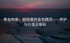 黄金枸骨：庭院里的金色精灵——养护与价值全解析