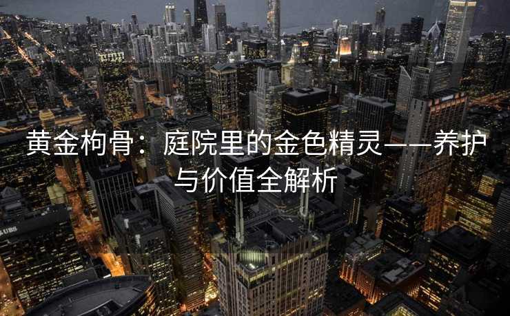 黄金枸骨：庭院里的金色精灵——养护与价值全解析