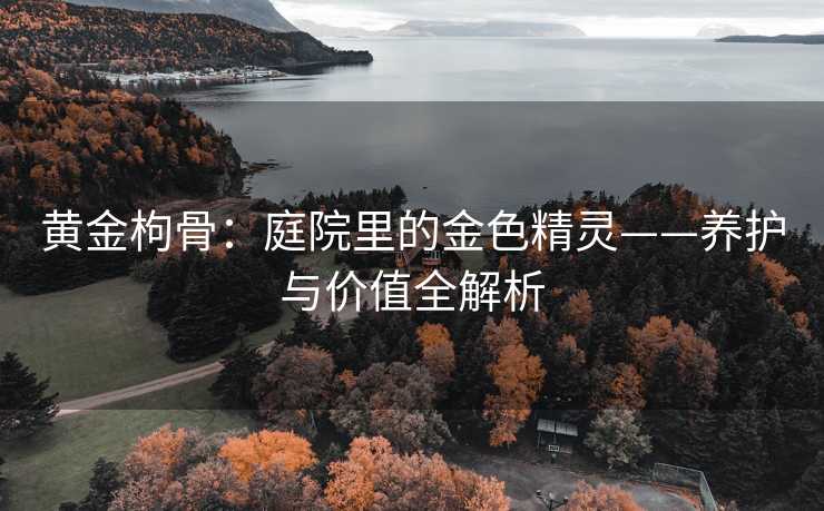黄金枸骨：庭院里的金色精灵——养护与价值全解析
