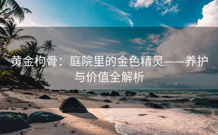 黄金枸骨：庭院里的金色精灵——养护与价值全解析
