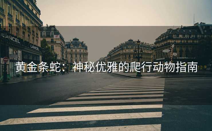 黄金条蛇：神秘优雅的爬行动物指南