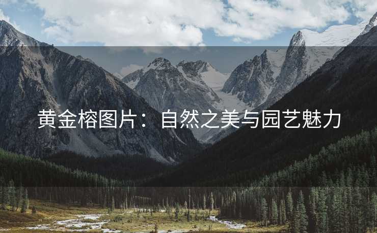 黄金榕图片：自然之美与园艺魅力