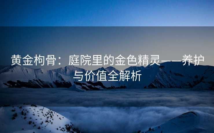 黄金枸骨：庭院里的金色精灵——养护与价值全解析