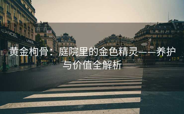 黄金枸骨：庭院里的金色精灵——养护与价值全解析