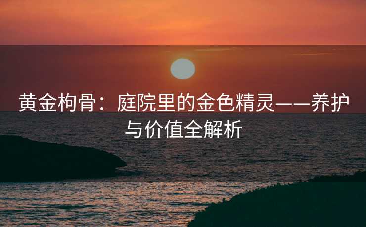 黄金枸骨：庭院里的金色精灵——养护与价值全解析